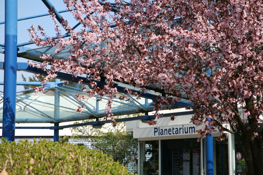 Das Bild zeigt einen Teil des Eingangsbereichs des Planetarium Mannheim: Einen Teil des Vordachs, rechts darunter die Eingangstür, oberhalb der Tür den Schriftzug „Planetarium“ und einen blühenden Baum im Vordergrund.
