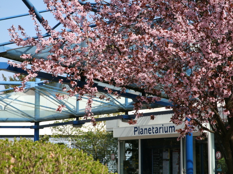 Link zu einer Stellenanzeige des Planetarium Mannheim - Das Bild zeigt einen Teil des Eingangsbereichs des Planetariums: Einen Teil des Vordachs und der Eingangstür, oberhalb der Tür den Schriftzug „Planetarium“ und einen blühenden Baum im Vordergrund.