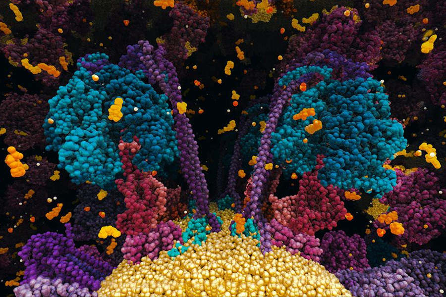 Das Bild zeigt eine Visualisierung von Zellstrukturen. Diese sind als bunte Kügelchen dargestellt, die sich zu unregelmäßigen Klumpen und Strängen angeordnet haben.