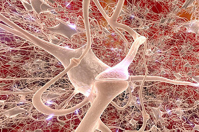 Das Bild zeigt eine Visualisierung von Synapsen. Diese sind als unzählige von vorne nach hinten kleiner werdende kissenartige Strukturen dargestellt, von deren Ecken tentakelartige Strukturen ausgehen. Die Enden dieser Tentakel sind verbreitert und berühren jeweils die Enden anderer tentakelartiger Strukturen, die von anderen kissenartigen Strukturen ausgehen. Prominent im Bildvordergrund sind zwei tentakelartige Strukturen dargestellt, die sich berühren. Sie verdecken die rechte Seite einer direkt dahinter befindlichen sehr großen kissenartigen Struktur.