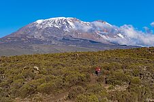 Im Vordergrund läuft ein Wanderer durch eine Ebene mit Büschen. Im Hintergrund ist der Kilimandscharo mit schneebedecktem Gipfel.