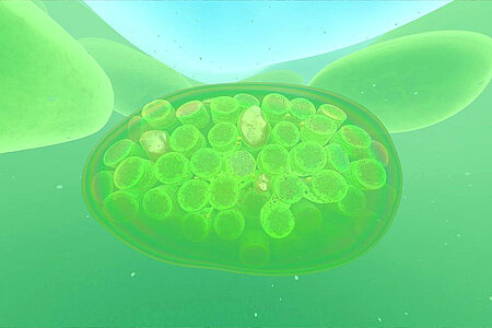 Das Bild zeigt eine Visualisierung von Mitochondrien. Diese sind als zylinderartige Strukturen dargestellt, die von oben betrachtet dicht nebeneinanderstehen und in einem annähernd ovalen Gebilde eingeschlossen sind.