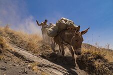 Ein Träger mit seinem Esel transportiert Gepäck auf den Kilimandscharo.